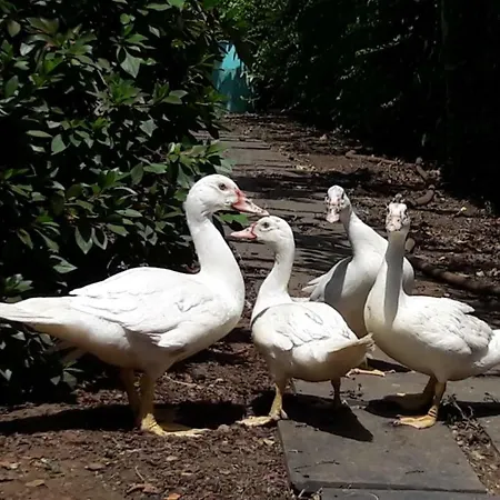 Quinta Drº Amarante 贡多马尔