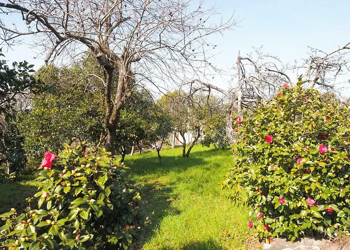 Quinta Drº Amarante