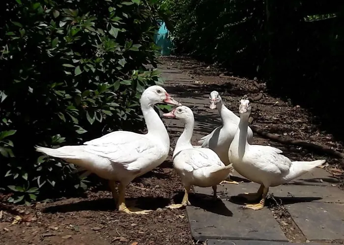 Quinta Drº Amarante 곤도마르